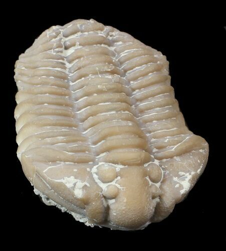 Calymene Clavicula Trilobite - Oklahoma #42859